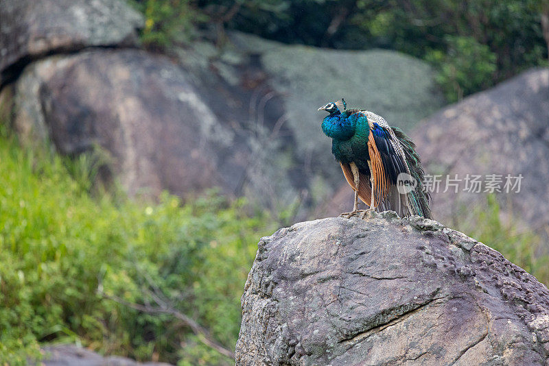 雄性孔雀，Pavo cristatus，下雨天坐在岩石上